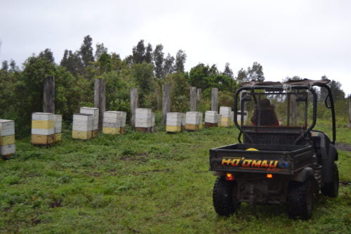 Certified Organic Native Hawaiian Forest Honey