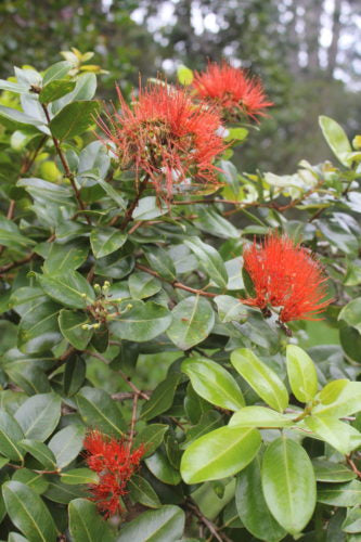 Certified Organic Native Hawaiian Forest Honey