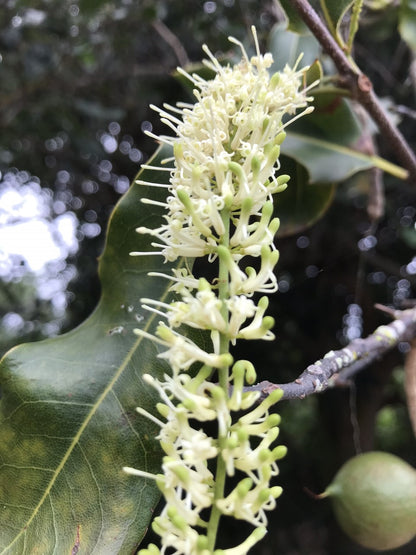 Certified Organic Native Hawaiian Forest Honey
